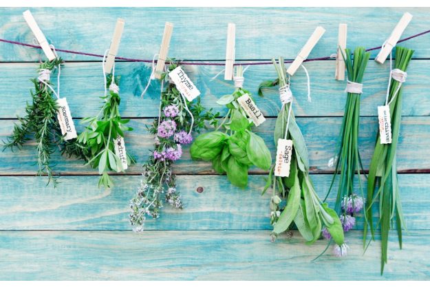 Kräuterwanderung Freiburg die besten Kräuter