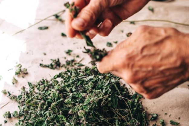 Kräuterwanderung bei Frankfurt – Kräuter abzupfen