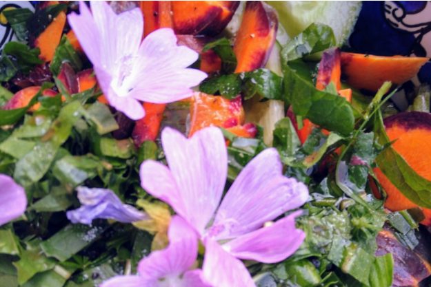 Kräuterwanderung München – Wildkräuterpflanzen 