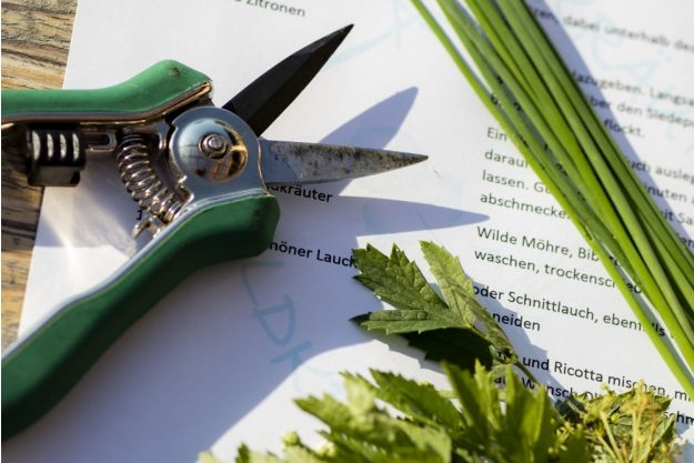 Kräuterwanderung München – Kräuter sammeln und verarbeiten 