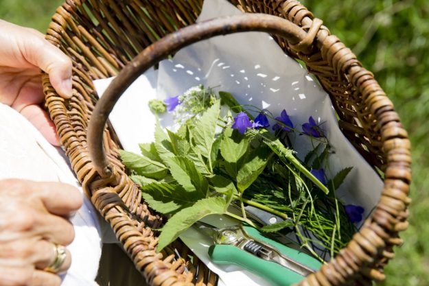 Kräuterwanderung München – Korb mit Kräutern