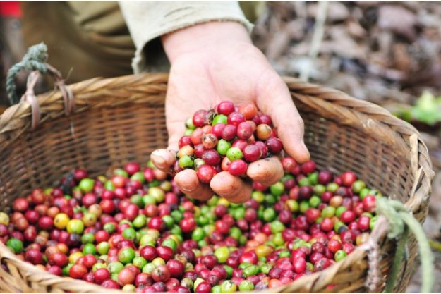 Röstereiführung Freiburg - Kaffee
