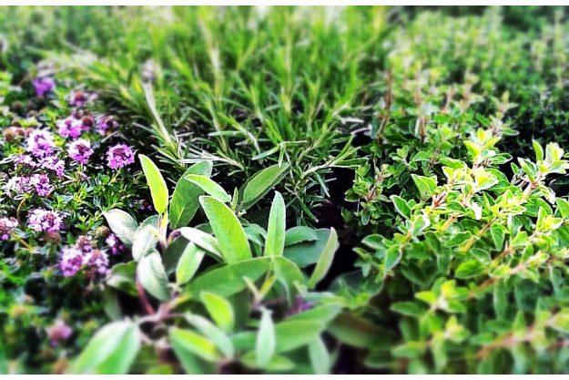 Teambuilding in Essen - frische Gartenkräuter