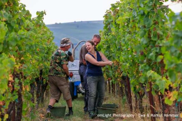 Weinprobe mit Wanderung Pfalz – Rebstöcke