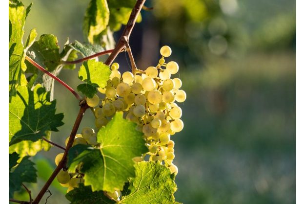 Weinprobe Berlin – Riesling-Trauben