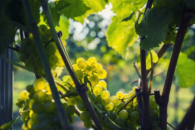 Weinprobe Stuttgart – Weintrauben