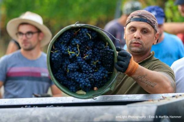Weinprobe mit Wanderung Pfalz – bei der Arbeit