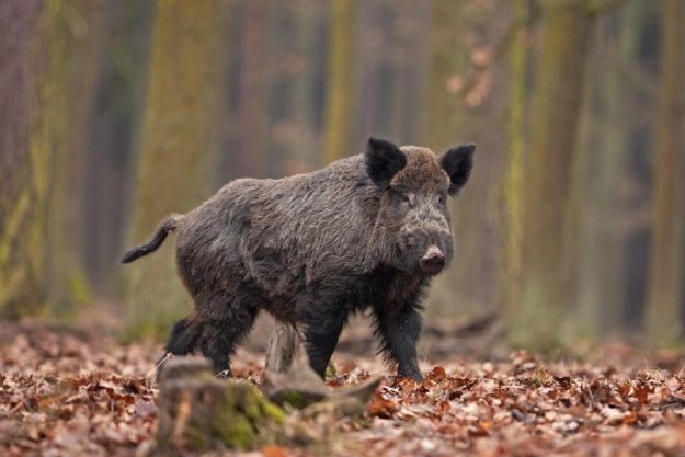 Wildkochkurs Wiesbaden Wildschwein