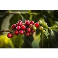 Barista-Kurs München – Kaffeekirschen