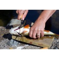 Firmenfeier Bonn - Fisch filetieren