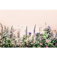 Kräuterwanderung Freiburg welche Kräuter kann man essen