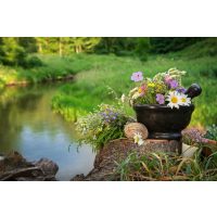 Kräuterwanderung Freiburg idyllische Natur