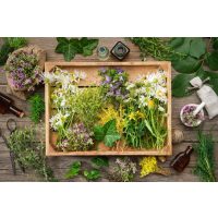 Kräuterwanderung bei Frankfurt – Heilpflanzen