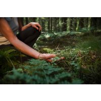 Kräuterwanderung bei Frankfurt – im Wald