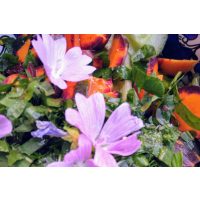 Kräuterwanderung München – Wildkräuterpflanzen 