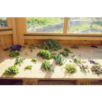 Kräuterwanderung München – selbst gesammelte Wildkräuter fürs Menü