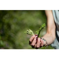 Kräuterwanderung München – Wildkräuter finden und bestimmen