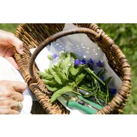 Kräuterwanderung München – Korb mit Kräutern