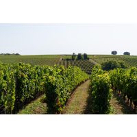 Wein-Tasting Mannheim – französischer Weinberg