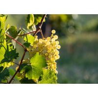 Weinprobe Berlin – Riesling-Trauben