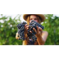 Weinprobe Frankfurt - Frau mit reifen roten Trauben