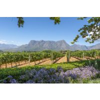 Weinprobe Frankfurt - Weinbau in Südafrika