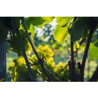 Weinprobe Stuttgart – Weintrauben