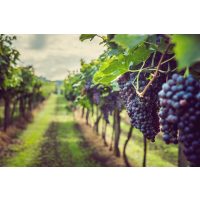 weinprobe-mit-pizza-münchen-reben