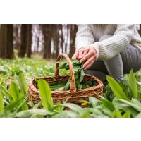 Wildkräuter-Kochkurs München – Bärlauch