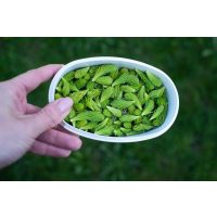 Wildkräuter-Tasting München essbare Fichtennadeln