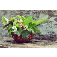 Kräuterwanderung München – gesammelte Wildkräuter