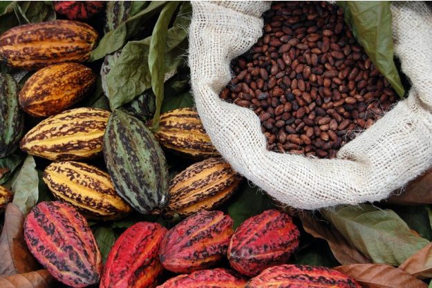 Schokoladen-Tasting Bonn – Schoten und Kakaobohnen