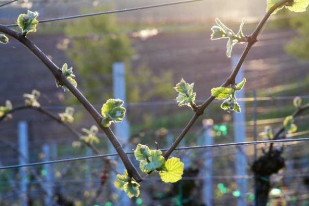 Weinwanderung online mit Essen Weinarbeiten