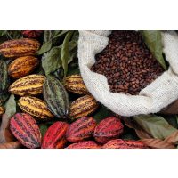 Schokoladen-Tasting Bonn – Schoten und Kakaobohnen