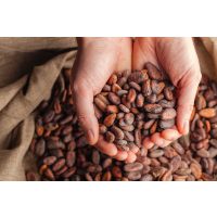 Kaffee-Tasting Düsseldorf – Kakaobohnen