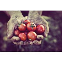 Veggie-Kochkurs-Gutschein – Selbst angebaute Tomaten